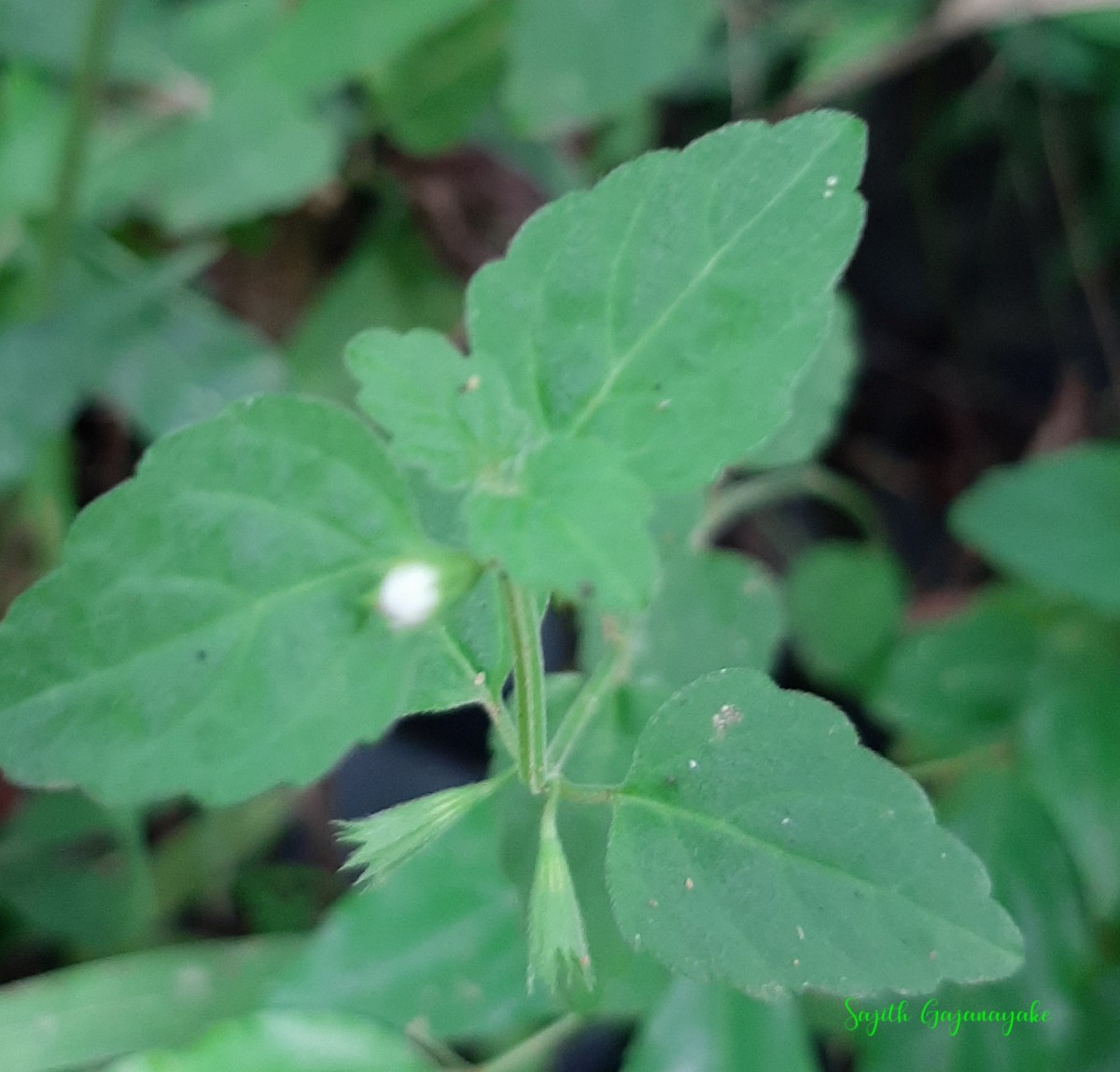 Leucas biflora (Vahl) Sm.